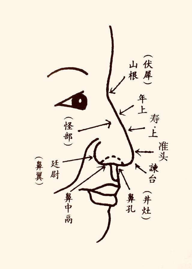 风水堂：鼻代表41至50岁的运势