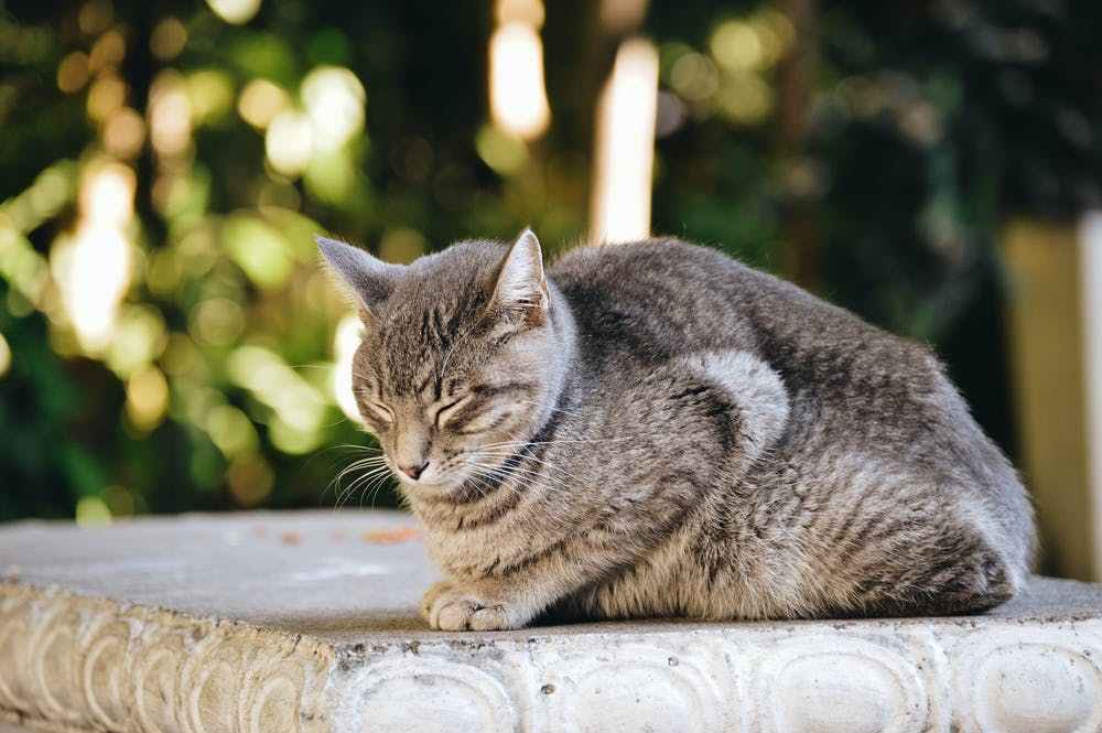 周公解梦：梦见猫睡觉的解释，你知道吗？