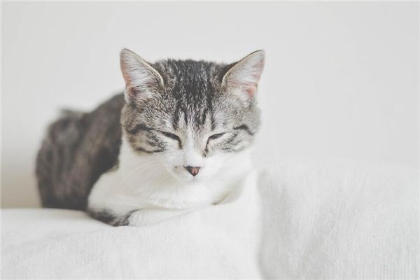 周公解梦：梦见猫睡觉的解释，你知道吗？