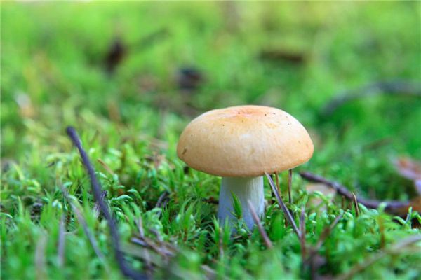 你的梦到家里长蘑菇了吗？看完吓一跳！
