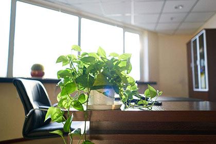 办公室风水植物摆放图有利于提高工作效率的范围