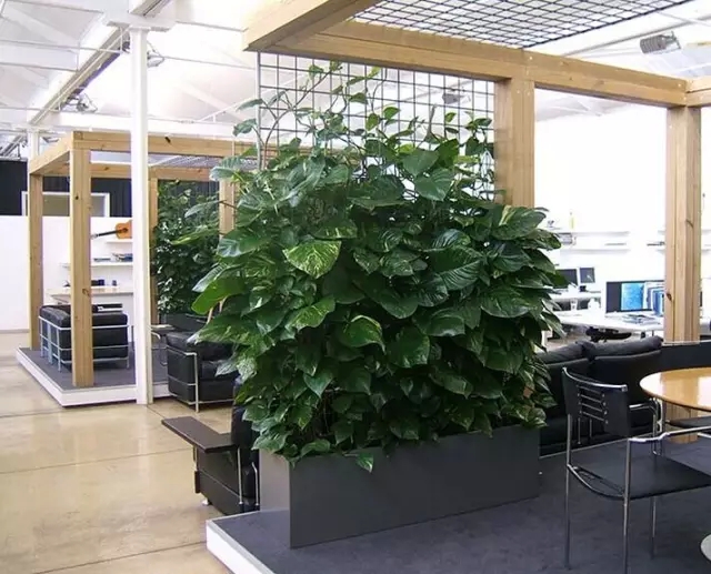 办公室风水植物有哪些呢？办公桌摆放风水好吗？